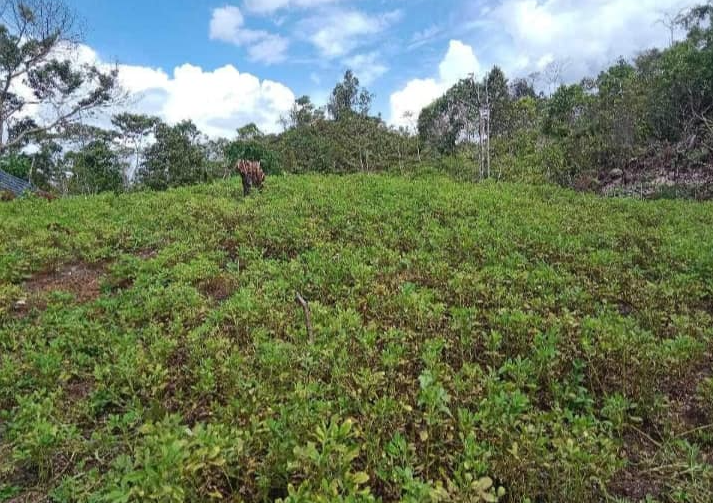 Irania di Tanah Maybrat: Menjemput Harapan dalam Setiap Butir Kacang Ati