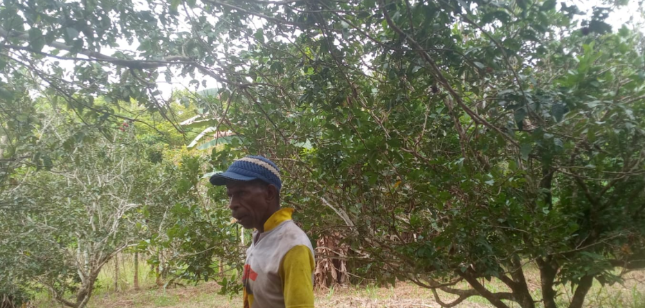 Dorteis Kambu: Kisah Petani Maybrat, Bertani Rambutan dan Menanam Untuk Kehidupan