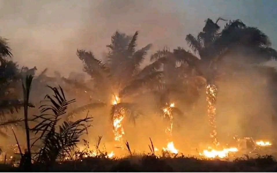 Tanah Papua Dilanda Karhutla dan Kekeringan: YLBHI dan LBH se-Papua Desak Penetapan Status Darurat Bencana dan Penghentian PSN Merauke