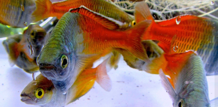 Ikan Pelangi Boeseman: Warisan Dunia Dari Danau Ayamaru, Kian Terancaman Punah