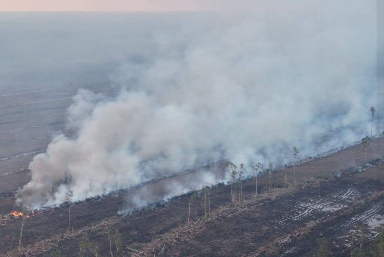 Segera Hentikan Pengembangan PSN, Penghancur Hutan Hujan Tropis, Pemicu Bencana di Tanah Papua