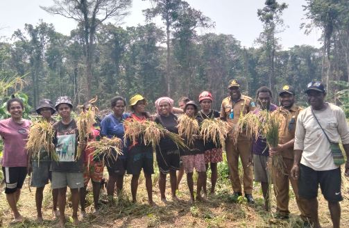 Panen Padi Swadaya Warga Tahsimara dan Same Rakator Distrik Aifat Selatan